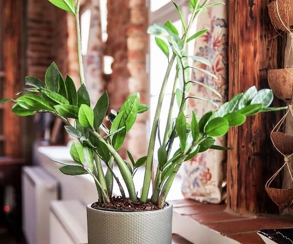 Bohemian Hideout, Old Town, * Tartu